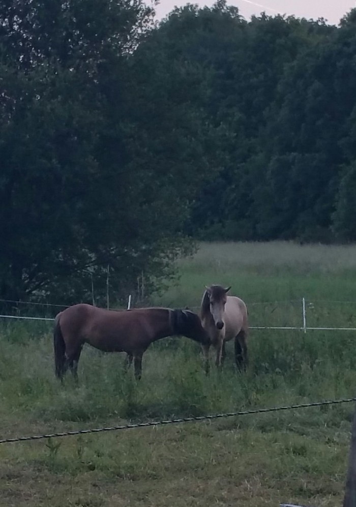 Chefin ist im Pferderausch. Jetzt hat sie auch noch ihre zweijährige Hlökk aus Schleswig - Holstein zu uns geholt (rechts im Bild). Noch mehr Familie...