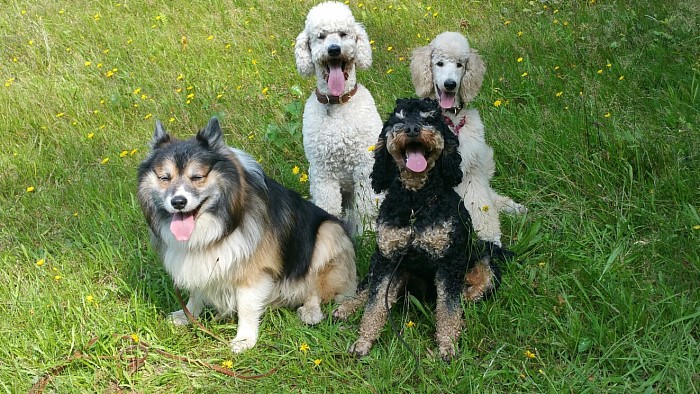 Da kam Chefin wieder mit einem ihrer blöden Kommandos... Strecken wir halt einfach alle die Zunge raus... - Chefin sagt, diese Hunde heutzutage sind einfach völlig respektlos! Ich sag' nur: Das sind die Früchte ihrer Erziehung!